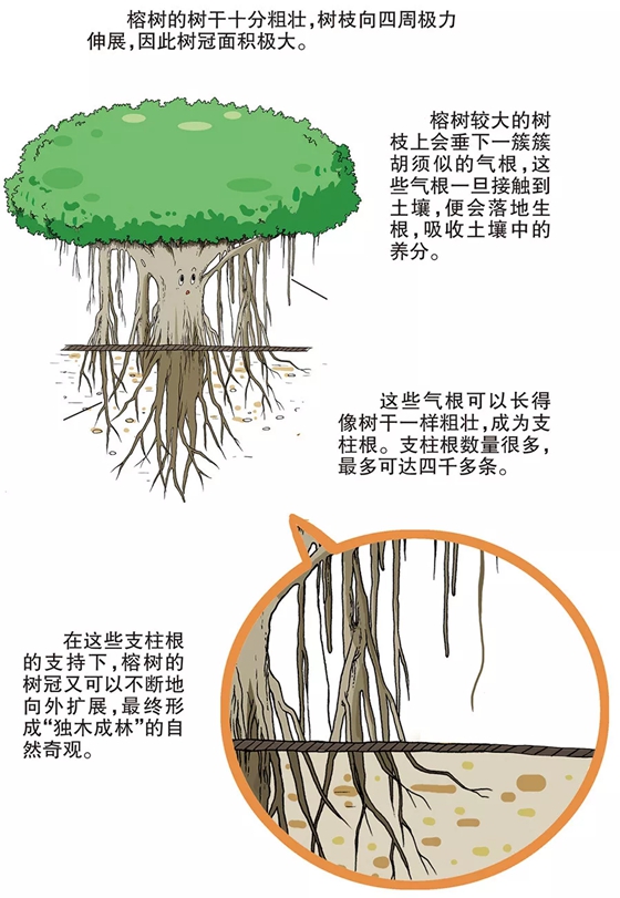 榕樹為什么會獨(dú)木成林