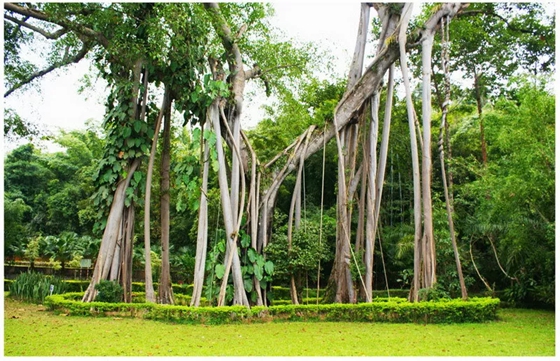 榕樹為什么會獨(dú)木成林