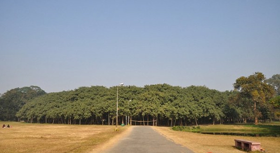 榕樹為什么會獨(dú)木成林