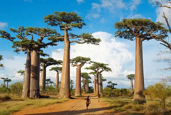 為什么說猴面包樹是生命之樹