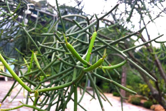 光棍樹為什么不長葉子？