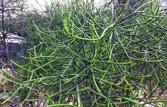 光棍樹為什么不長葉子？