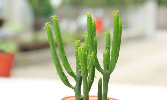 光棍樹為什么不長葉子？