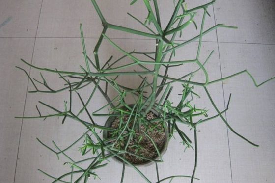 光棍樹為什么不長葉子？