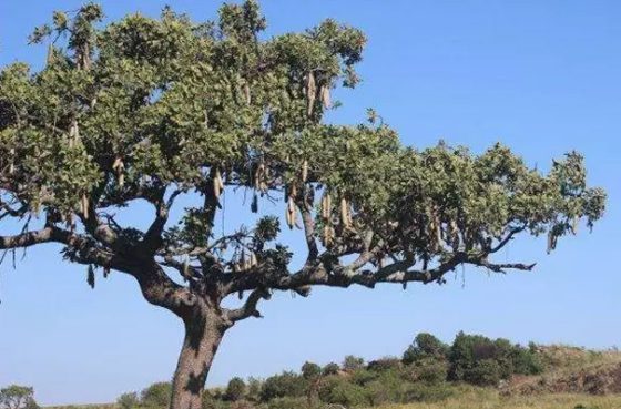 香腸樹真的可以結香腸