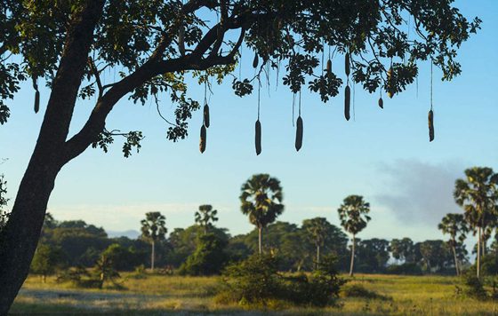香腸樹真的可以結香腸