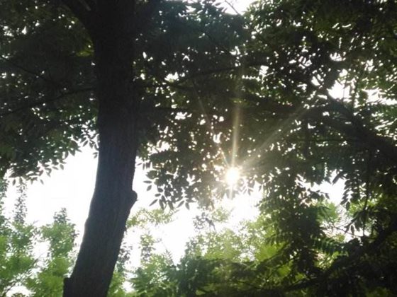 笛樹為什么會(huì)奏樂