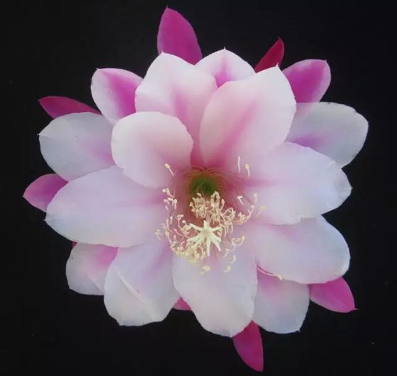 曇花為什么在晚上開,曇花一現(xiàn)是為什么