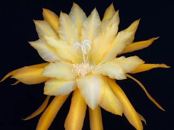 曇花為什么在晚上開,曇花一現(xiàn)是為什么