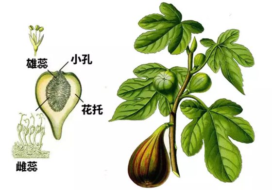 無(wú)花果真的沒(méi)有花嗎,為什么叫無(wú)花果