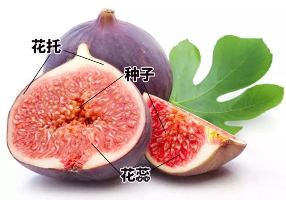 無(wú)花果真的沒(méi)有花嗎,為什么叫無(wú)花果