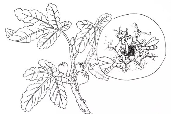 無(wú)花果真的沒(méi)有花嗎,為什么叫無(wú)花果