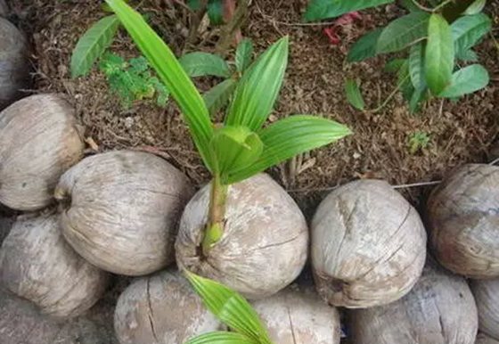 為什么椰子樹生長在海邊,椰子樹長在海邊的原因
