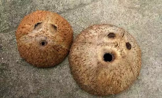 為什么椰子樹生長在海邊,椰子樹長在海邊的原因