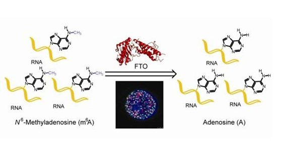 為什么有的人怎么吃都不胖,喝涼水都長(zhǎng)肉的原因