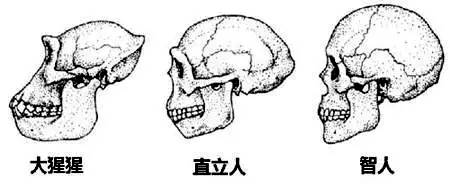 人為什么會長智齒,智齒一定要拔嗎