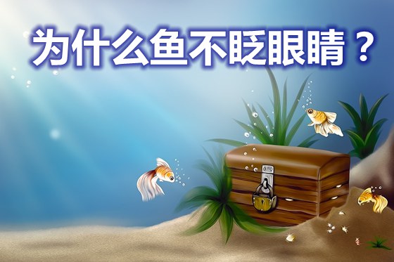 為什么魚不眨眼睛,魚為什么沒(méi)有眼皮