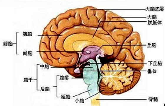 為什么人會(huì)有記憶,怎樣提高記憶力
