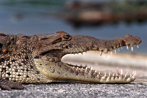 鱷魚為什么會流淚,鱷魚的眼淚是什么意思