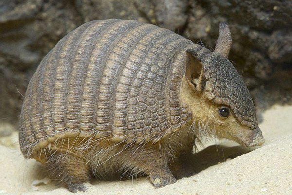 犰狳怎么讀,犰狳是什么動(dòng)物,犰狳為什么有麻風(fēng)病