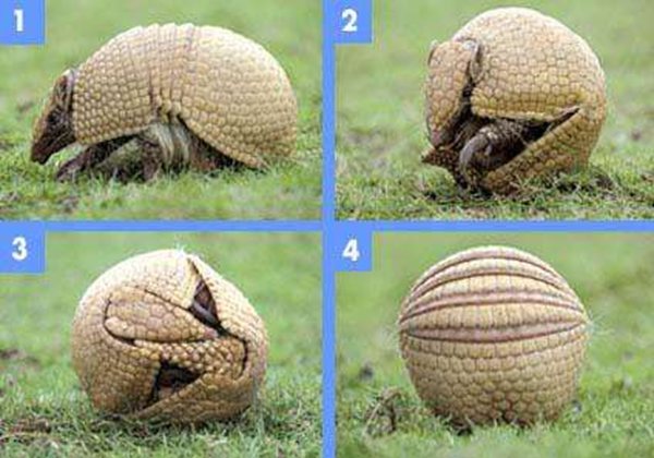 犰狳怎么讀,犰狳是什么動(dòng)物,犰狳為什么有麻風(fēng)病