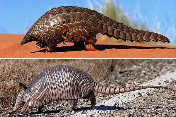 犰狳怎么讀,犰狳是什么動(dòng)物,犰狳為什么有麻風(fēng)病