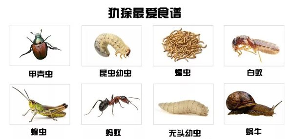 犰狳怎么讀,犰狳是什么動(dòng)物,犰狳為什么有麻風(fēng)病