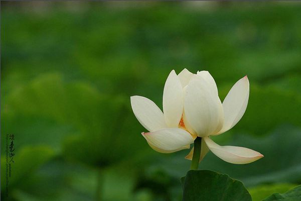 菡萏怎么讀拼音是什么,菡萏的意思是什么,關(guān)于菡萏的詩句