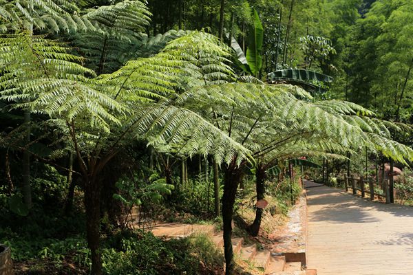 桫欏怎么讀拼音是什么,桫欏是什么植物,桫欏樹介紹