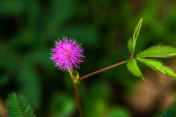 含羞草為什么會動,含羞草為什么會害羞