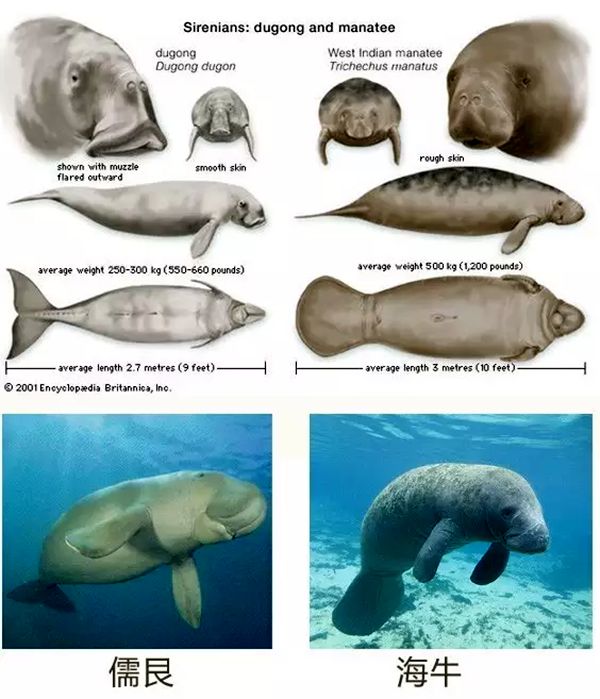 儒艮與海牛的區(qū)別