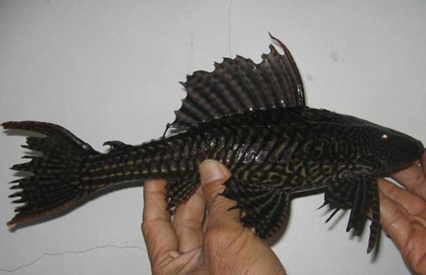 清道夫魚(yú)為什么不能吃,清道夫不能吃的原因