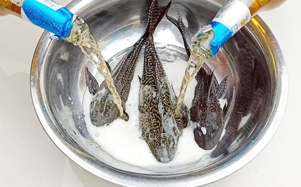 清道夫魚(yú)為什么不能吃,清道夫不能吃的原因