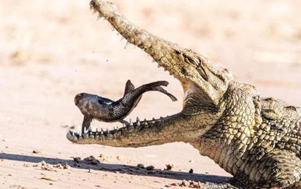 清道夫魚(yú)為什么不能吃,清道夫不能吃的原因