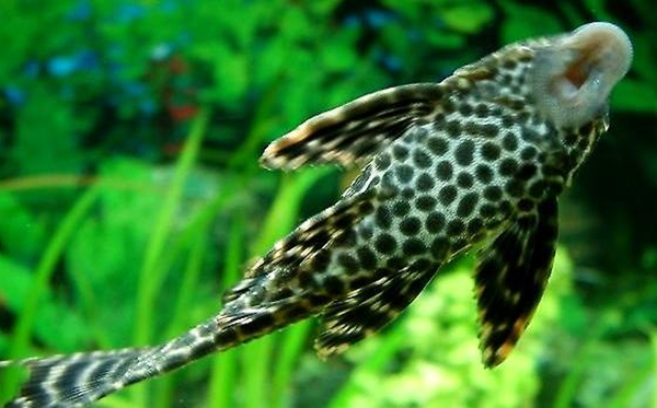 清道夫魚(yú)為什么不能吃,清道夫不能吃的原因