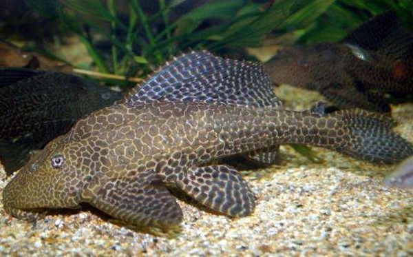 清道夫魚(yú)為什么不能吃,清道夫不能吃的原因