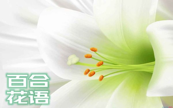 百合花的花語(yǔ)是什么,百合花花語(yǔ)大全