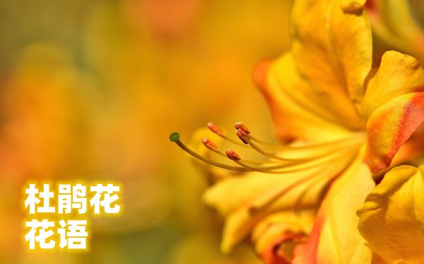 杜鵑花的花語(yǔ)是什么,杜鵑花花語(yǔ)大全