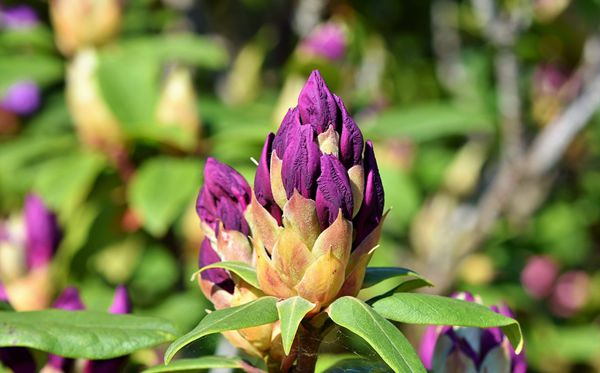 杜鵑花的花語(yǔ)是什么,杜鵑花花語(yǔ)大全