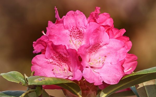 杜鵑花的花語(yǔ)是什么,杜鵑花花語(yǔ)大全