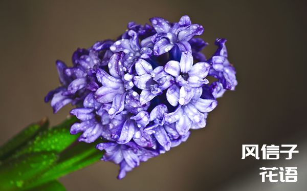 風(fēng)信子的花語是什么,風(fēng)信子花語大全
