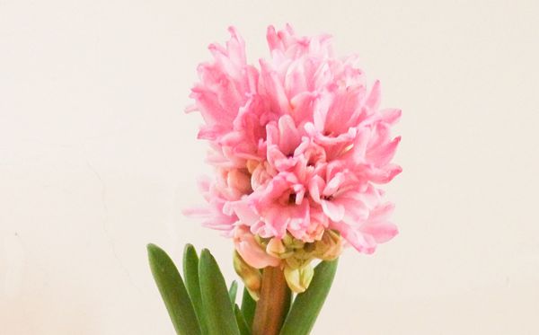 桃紅色風(fēng)信子