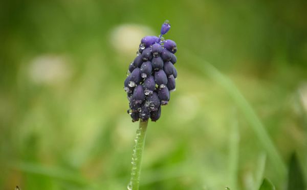 深藍(lán)色風(fēng)信子