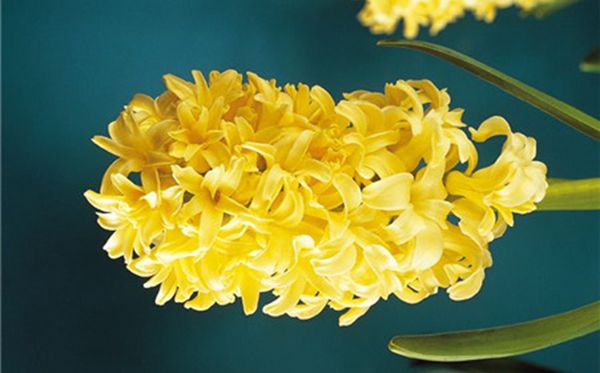 黃色的風(fēng)信子