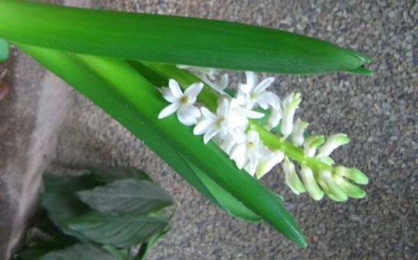 淡綠風(fēng)信子