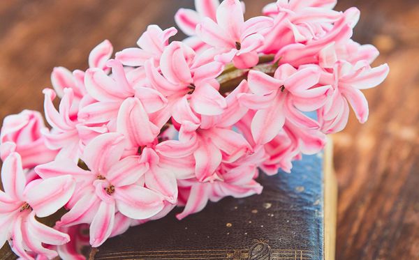 淡紫色風(fēng)信子