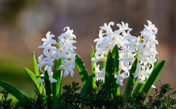 白色風(fēng)信子