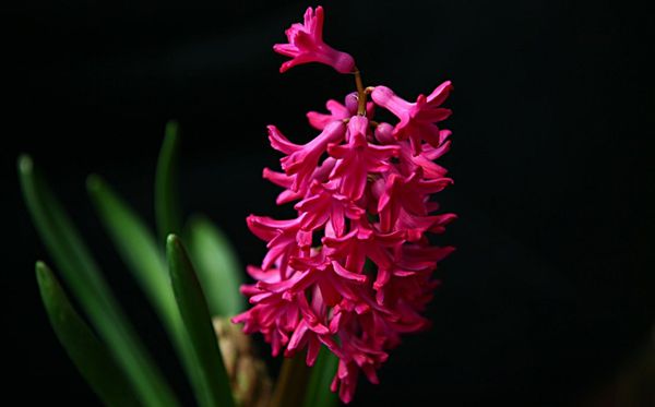 紅色風(fēng)信子