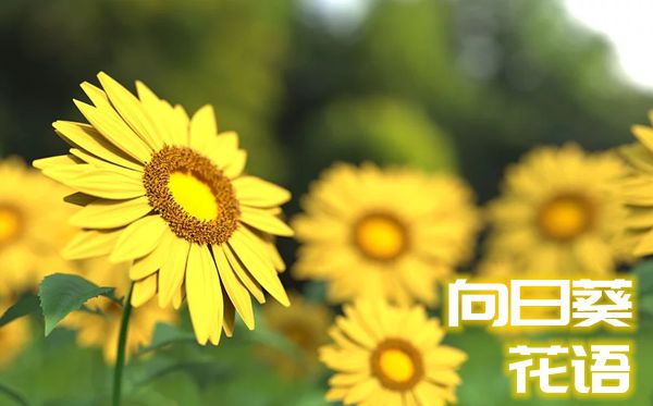 向日葵的花語是什么,向日葵花語大全
