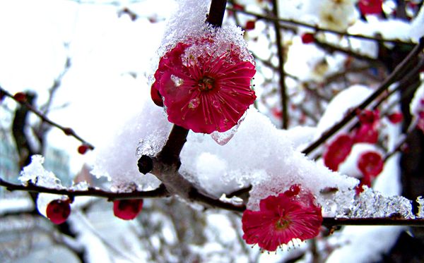 梅花堅(jiān)韌不拔的性格